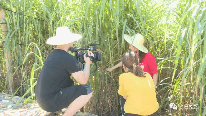 福建教育電視臺(tái)《鄉(xiāng)約科普》欄目組走進(jìn)松溪，捕捉科技興農(nóng)新畫卷